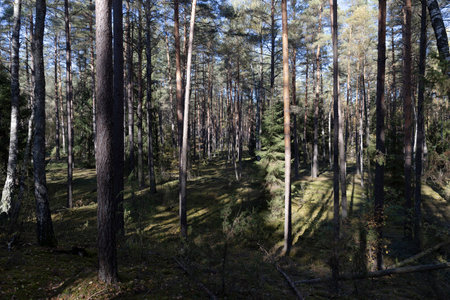a pine forest with other types of trees, including deciduous ones, part of a forest with different types of trees in sunny weatherの写真素材
