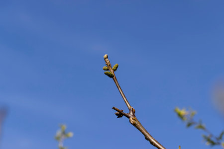 the first beautiful foliage and catkins of the hazel tree during flowering, walnut blossoms in close up in the spring season in the garden, side viewの写真素材