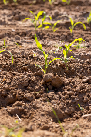 a monocultural field with fresh corn sprouts in fertile soil with fertilizers, rows of green young corn close upの写真素材