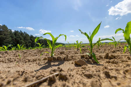 corn sprouts in a field, growing sweet corn in eastern Europe against a blue sky with clouds, side view, There is a forest next to the fieldの写真素材