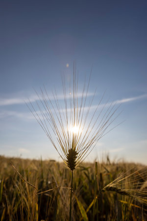 one yellow rye with tendrils in the field in the summer , production of agricultural rye plants in eastern Europe during sunsetの写真素材