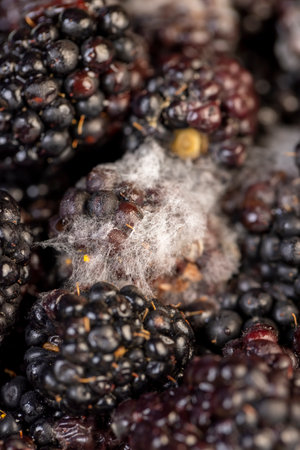 over-ripe, spoiled black blackberries covered with mold, spoiled food products naturally grown blackberriesの写真素材