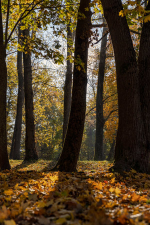 dry foliage of maples and other deciduous trees in the autumn season in the park, the park during the autumn leaf fall, side view, landscape photographyの写真素材
