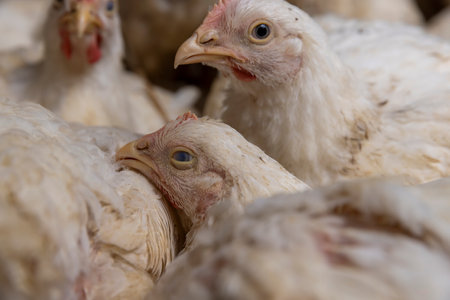 meat chickens in a cage free workshop at a poultry farm in a rural area close up, The room is completely filled, side viewの写真素材