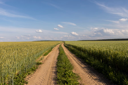 a narrow road for agricultural machinery in a field with cereals, a track from the wheels of cars in a field with green cereals against a blue sky with cloudsの写真素材