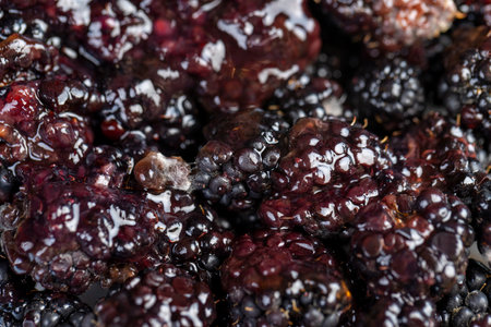 naturally grown blackberries, closeupの写真素材