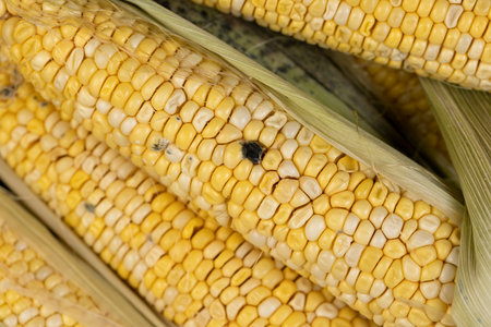 spoiled sweet corn cobs with ripe yellow grains