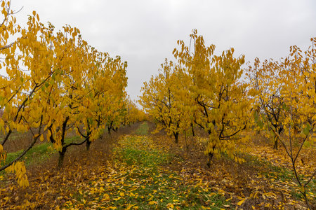 fall leaves in the cherry orchard in autumn, tall sweet cherry trees with yellow orange foliage in autumn, cloudy weather with gray sky, side viewの写真素材