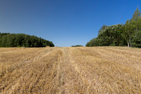 stubble from wheat after harvesting in the summer, beautiful yellow straw and stubble that remained after harvesting cereals in sunny weather with a sky, landscape photography, a forest is near the fieldの写真素材