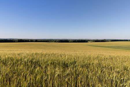 a field with a harvest of wheat at sunset, a large field with cereals and a forest at the edge of the field with various treesの写真素材