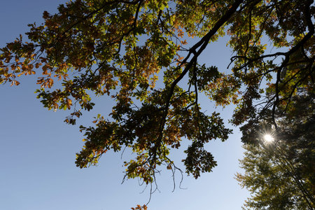foliage of an oak tree growing in a field, beautiful changes in oak foliage in the autumn season in...