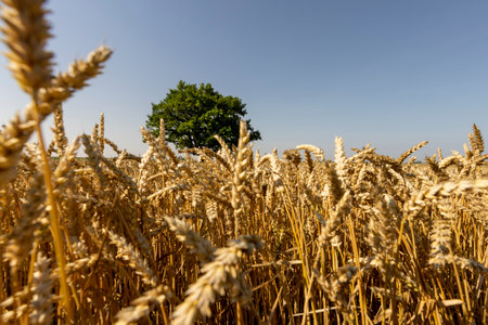 Growing in a field with wheat, a single oak with green foliage, one oak growing in a field with mature cereals in summerの写真素材
