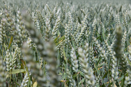 A field with green unripe cereal wheat, a field where wheat is grown in the summer seasonの写真素材