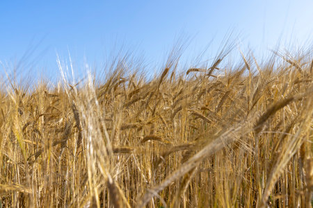Agricultural field with yellow golden grain harvest, ripe wheat harvest in summerの写真素材