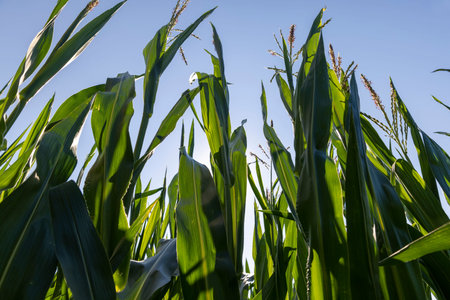 Green corn in a field in the sunny summer season, a field with green corn in Europe