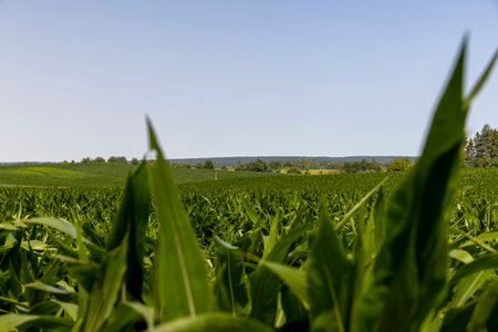 Green corn bushes in the field, growing corn in the field in the summer seasonの写真素材