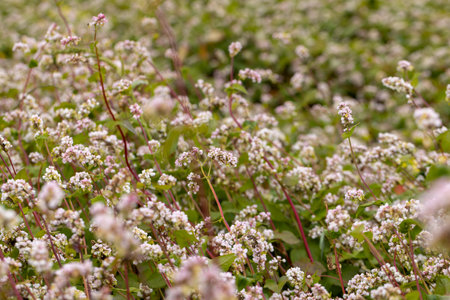 Agricultural field with blooming buckwheat in cloudy weather, cultivation of buckwheat for food production in Eastern Europeの写真素材