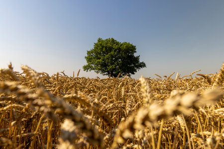 Growing in a field with wheat, a single oak with green foliage, one oak growing in a field with mature cereals in summerの写真素材