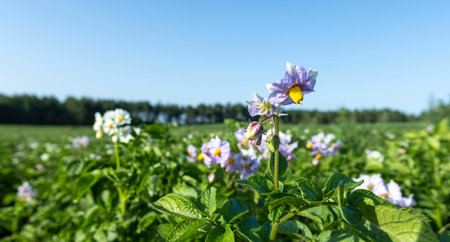 Potato field with green bushes of flowering potatoes, agricultural field with potatoes in the summer seasonの写真素材