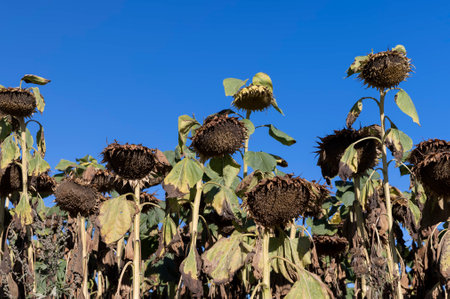 Sunflower field with faded flowers in late summer, autumn field with dry damaged sunflower flowersの写真素材