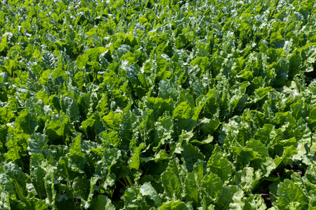 Green tops of sugar beet in the field, cultivation of sugar beet for the production of high-quality...