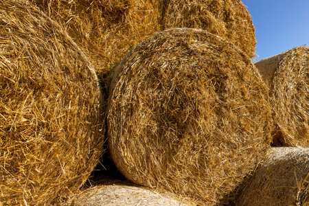 An agricultural field where wheat crops are harvested and straw stacks are stored on the ground,...