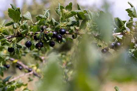 Green foliage on bushes in the garden, bush in the garden in summerの写真素材