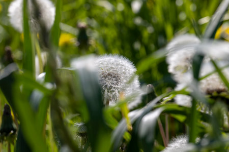 A field with a large number of dandelions in the summer, an agricultural field with dandelions and grass for feeding cows and other animalsの写真素材