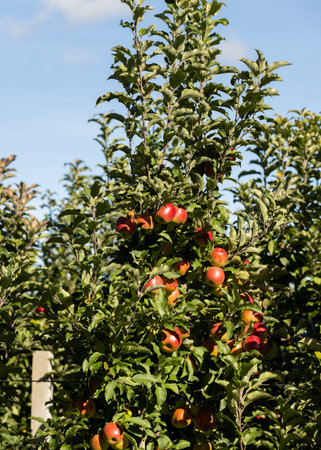 Apple orchard with red ripe apples on branches, growing a crop of red apples in the garden on the...