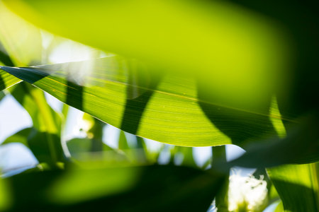 Green corn in a field in the sunny summer season, a field with green corn in Europeの写真素材