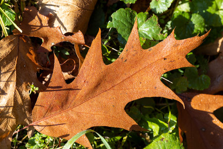Orange dry oak foliage in the autumn season, autumn season oak trees with falling foliage