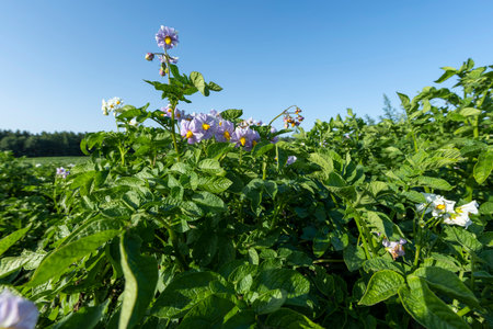 Potato field with green bushes of flowering potatoes, agricultural field with potatoes in the summer seasonの写真素材