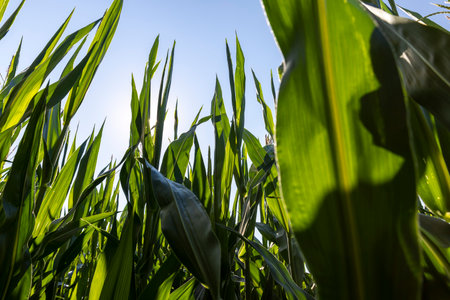 Green corn in a field in the sunny summer season, a field with green corn in Europeの写真素材