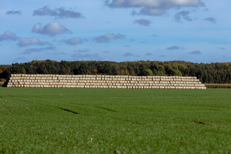 An agricultural field where wheat crops are harvested and straw stacks are stored on the ground, cylindrical stacks with straw stored in a field with treated soilの写真素材