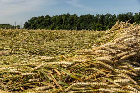 An agricultural field where wheat is grown, which is necessary for making bread, a field with...