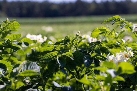 Potato field with green bushes of flowering potatoes, agricultural field with potatoes in the summer seasonの写真素材