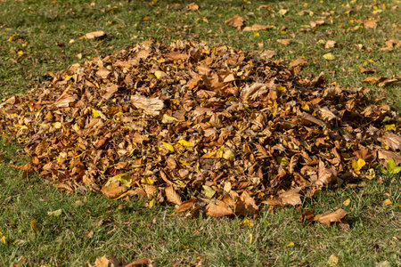 leaves stacked in heaps during the cleaning of the territory, heaps with fallen leaves of trees in...