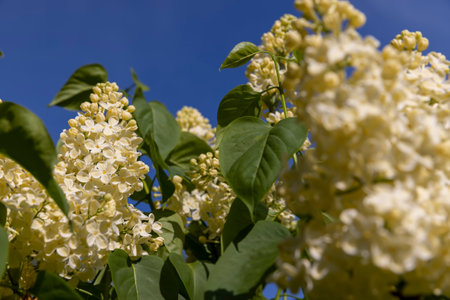 a spring park with blooming yellow lilac flowers in the spring season, illuminated by sunlight, side viewの写真素材