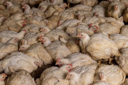 broiler chickens in a large coop close-up, a large number of large chickens in a poultry farmの写真素材