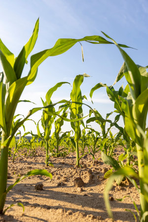 a new crop of sweet corn in a field in the summer, a field with green corn sprouts against a blue...