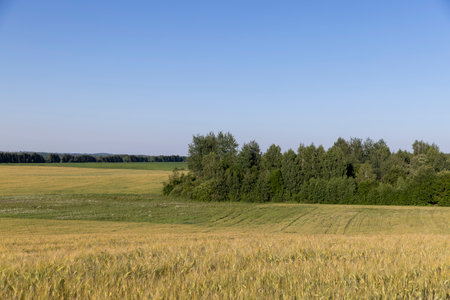 A wheat at sunset and a blue sky, trees growing in a wheat field in the summer, side viewの写真素材