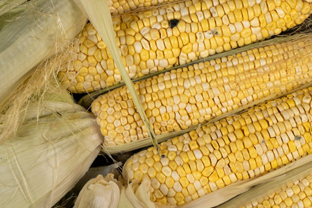 yellow grains covered with mold on a corn cob due to improper storage, spoiled sweet corn cobs with...