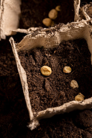 pots with soil and pea seeds, planting dried pea grains in fertile soil in biodegradable pots, close...