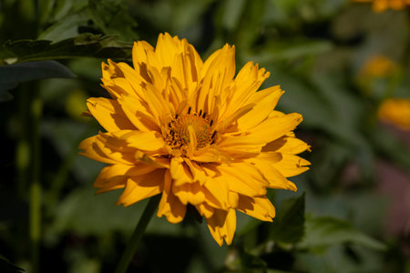 yellow flowers in sunny weather during flowering, close up