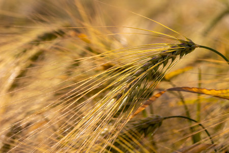 production of agricultural rye plants, close upの写真素材