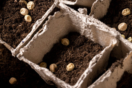paper pots made of peat with chernozem and pea seeds, planting dried pea grains in fertile soil in...