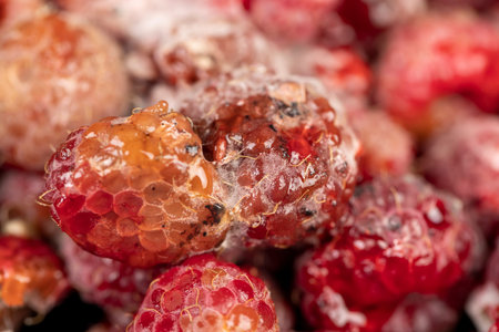 mold-covered overripe spoiled red raspberries, spoiled food products naturally grown raspberries