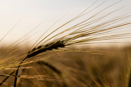 rye in a field against a sky with yellow hues at sunset, closeupの写真素材