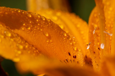 lily with water droplets close up, wet lily in sunny weather during floweringの写真素材