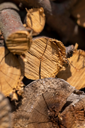 cherry wood logs for kindling bonfires , dried cherry wood for barbecuing or cooking food on the fire, close upの写真素材